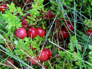 Red cranberries growing