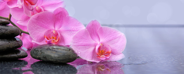 Fototapeta na wymiar Pink orchid flower and spa stones with water drops isolated .