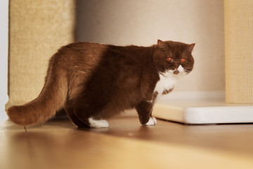 Edel - Britisch Kurzhaar Katze Kitten sehr imposant und typvoll