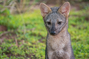 Crab-eating Fox (Cerdocyon thous) closeup