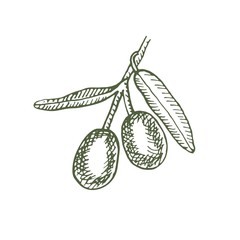 A branch of ripe olives. Organic food poster. Design elements for poster, menu. Vintage hand drawn sketch vector illustration. Linear graphic.