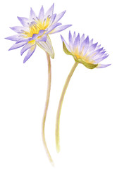 Flowers blue Egyptian lotus (Nymphaea caerulea). Watercolor hand drawn painting illustration isolated on white background.