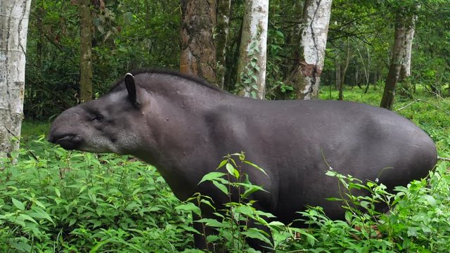 Amazonian tapir (Tapirus terrestris). At the edge of the rainforest in Orellana province, the Ecuadorian Amazon, partly in slow motion