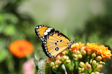 Fototapeta na wymiar Beautiful painted lady butterfly on flower in garden