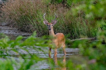 deer in the wild