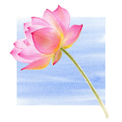 Watercolor Illustration of pink Lotus. Elements for design of invitations, movie posters, fabrics and other objects.