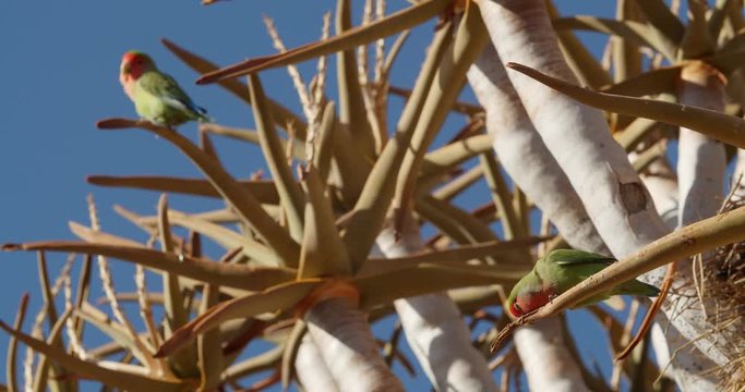 Wildlife of Namibia, colorful parrots are scratching their beaks, quiver tree