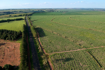 Fototapeta na wymiar Aerial view of sugar cane field, pasture and country road in Brazil