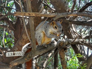 Ardilla comiendo sobre una rama de árbol