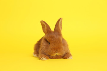 Adorable fluffy bunny on yellow background. Easter symbol