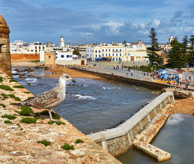 Sea-gull guard the fortress of Essaouira, Morocco.