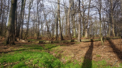 Fototapeta na wymiar Path in the woodspath in th woods, green time quarantine