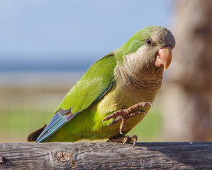 Loro pequeño en exterior y al atardecer 