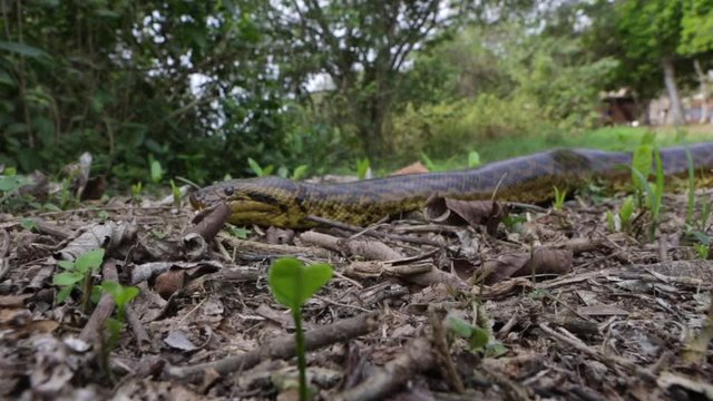 Selective focus closeup of beautiful Anaconda snake, Eunectes murinus, crawling among dry leaves in Pantanal forest, Mato Grosso, Brazil. Concept of biodiversity, ecology, environment and animal. 4K.