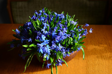 Bouquet of snowdrops in a ceramic vase on a wooden table in the morning light of the sun