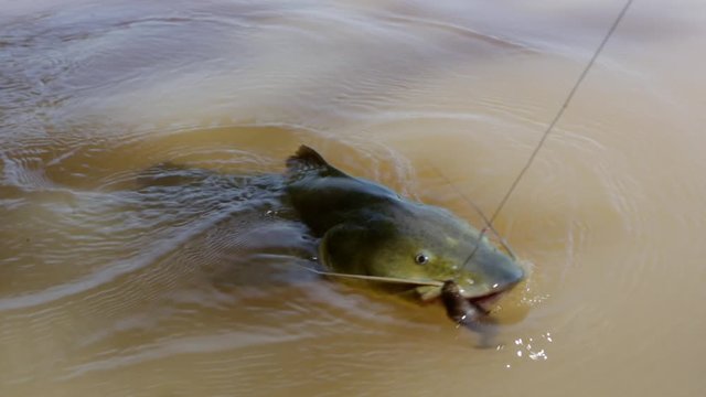 Close up of huge beautiful Surubim Pintado fish, Pseudoplatystoma corruscans, hooked by fishing hook, swimming in Pantanal Cuiaba river on sunny summer day. Concept of nature, food and biodiversity.