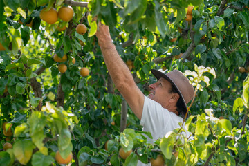 A middle-aged man harvesting fresh pears from trees and enjoying an active lifestyle in a local orchard in Willcox, Arizona.