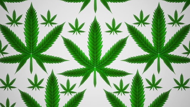 Green marijuana cannabis pot leaf sprouting pattern background,