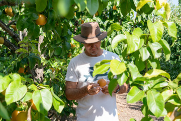 A middle-aged man harvesting fresh pears from trees and enjoying an active lifestyle in a local orchard.