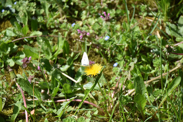 A white butterfly stands on a dandelion flower