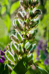 Closeup of the husk beans of a lupine large, purple garden flower Lupinus polyphyllus