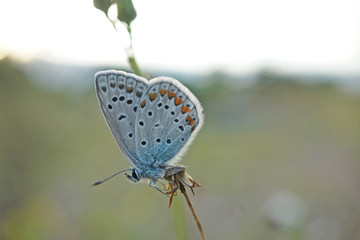 Nahansicht eines Schmetterlings - Bläuling