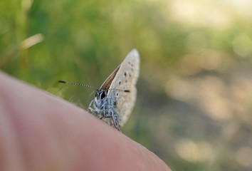 Nahansicht eines Schmetterlings - Bläuling
