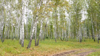 Nature of Russia: slim and beautiful birch. The birch forest. A walk in the fresh air. Autumn in the forest. Fallen leaves, a path in the forest.