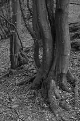 Black and white forest