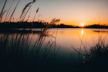 Fototapeta na wymiar reed silhouettes landscape lake during sunset