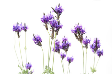 白背景のラベンダー