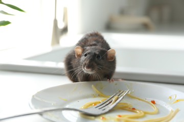 Rat near dirty plate on kitchen counter. Pest control