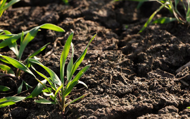 Young wheat crop in a field. Green grass on the field.