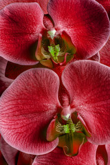 Vertical photo of the red orchid macro