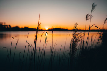 Fototapeta na wymiar reed silhouettes at lake during sunset