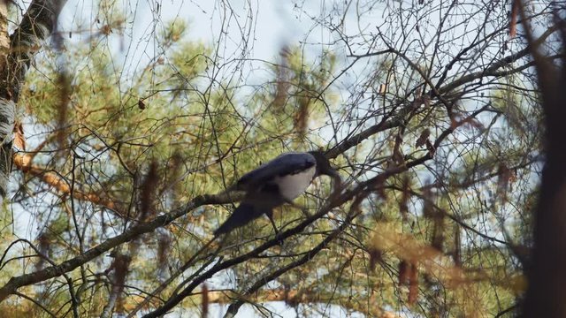 Black crow on a tree branch. Blackbird flies away.