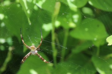 aranha de prata