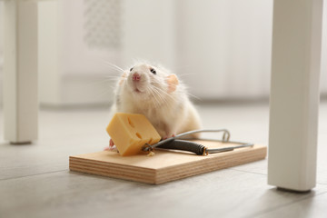 Rat and mousetrap with cheese indoors. Pest control