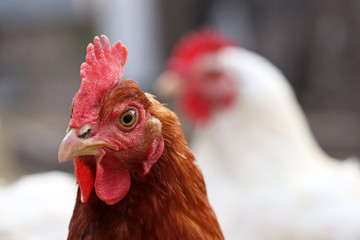 Chickens on the farm, poultry concept. Angry brown hen looking at camera, selective focus