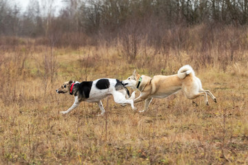 Dogs playing in autumn forest. Cloudy day