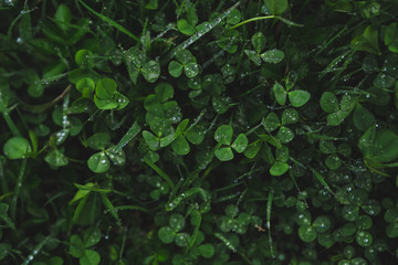 green clover leaves covered with dew or rain