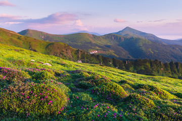 Fototapeta premium Rhododendron flowers covered mountains meadow in summer time. Pink sunrise light glowing on a foreground. Landscape photography. Nature background
