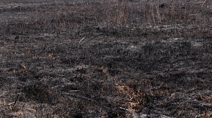 Fototapeta na wymiar Burnt grass in the field. Arson of grass. Burned earth after a fire.