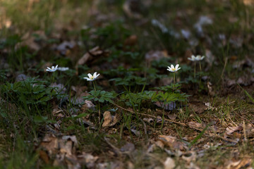 blossoms of the wood anemone