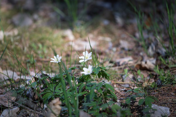 blossoms of the wood anemone