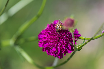 bee of blossom on a crimson pincushion flower