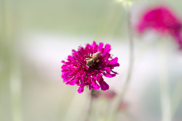 bee of blossom on a crimson pincushion flower