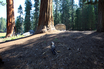 California / USA - August 23, 2015: Giant Sequoia (Sequoiadendron giganteum) and spruce tree trunks in Sequoia National Park, California, USA