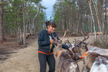 woman feeds reindeer, Sami, saami village on the Kola Peninsula, Russia. Tourist ethnographic parking. Settlement Old Titovka, Murmansk region.