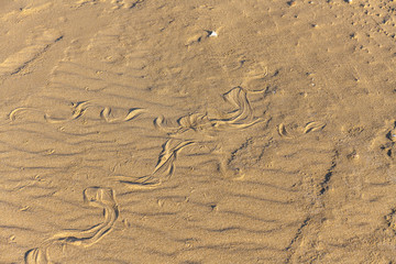 Fototapeta na wymiar Traces of snake in the sand. Sand Texture. Background from brown sand. selective focus